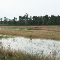 800 Acres Catfish Waterfowl Impoundment Duck Hunting Land in Craven, NC images 5