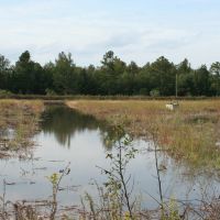 800 Acres Catfish Waterfowl Impoundment Duck Hunting Land in Craven, NC images 4