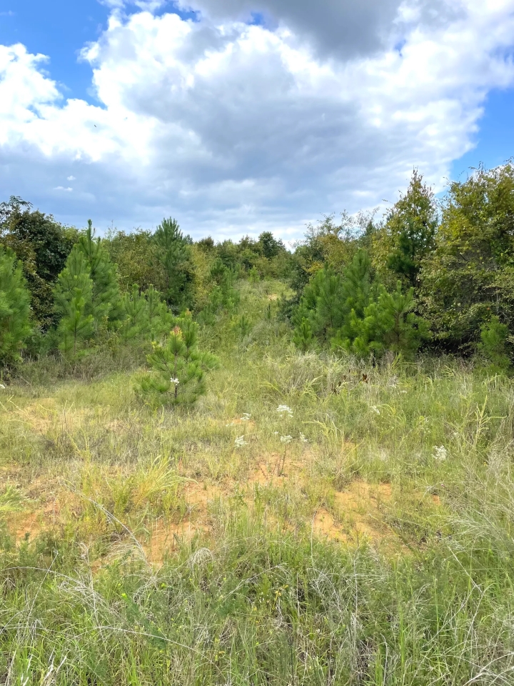 LIQUIDATION Highway 83 S Hunting Land for Sale