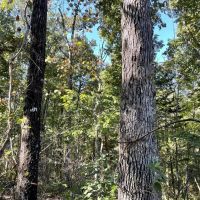 Lawrence Co. AL 18 Acres Bordering Bankhead National Forest images 4