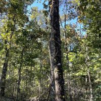 Lawrence Co. AL 18 Acres Bordering Bankhead National Forest images 5