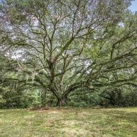 Lonely Live Oak - 1115 Acres Hunting Timberland SW MS images 2