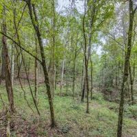 Lonely Live Oak - 1115 Acres Hunting Timberland SW MS images 4