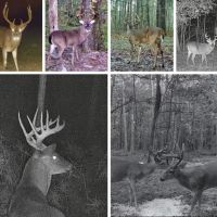 Lonely Live Oak - 1115 Acres Hunting Timberland SW MS images 5