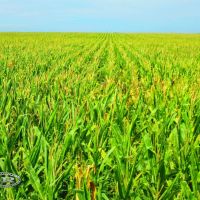 123 ACRES OF QUALITY DRY CROPLAND - YUMA COUNTY CO images 2