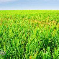 123 ACRES OF QUALITY DRY CROPLAND - YUMA COUNTY CO images 4