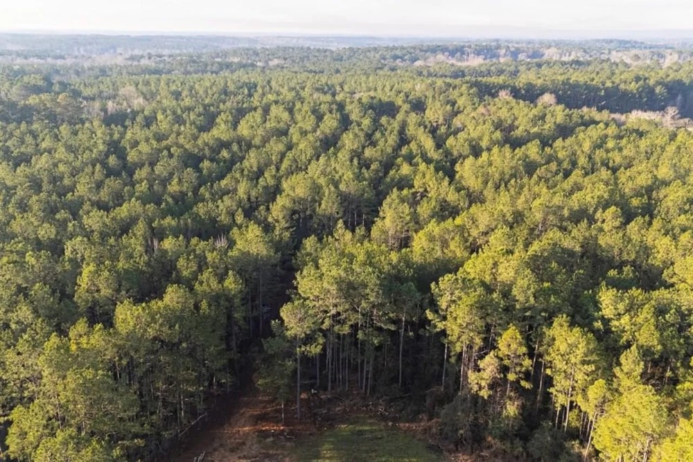 Hunting Land for Sale in Franklin Co MS featured image