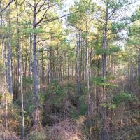 Hunting Land for Sale in Franklin Co MS images 4