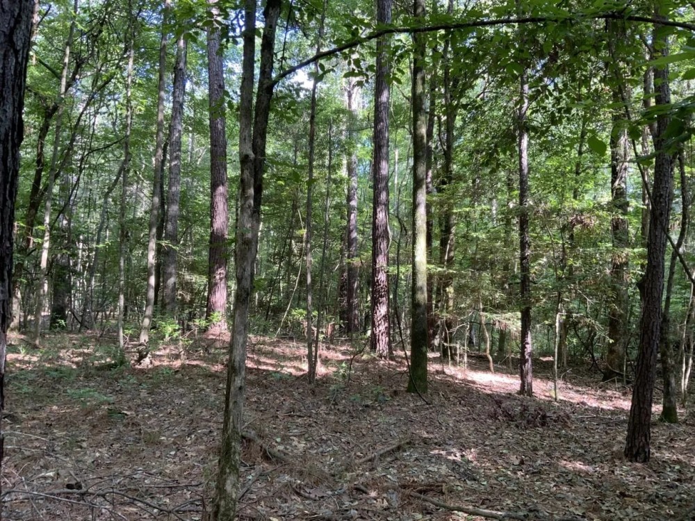 Bear Creek 20 Winn Parish 20 Acres - featured image