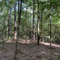 Bear Creek 20 Winn Parish 20 Acres -