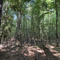 Bear Creek 20 Winn Parish 20 Acres - images 2