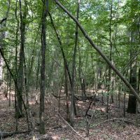 Bear Creek 20 Winn Parish 20 Acres - images 3