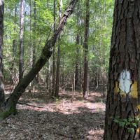 Bear Creek 20 Winn Parish 20 Acres - images 4
