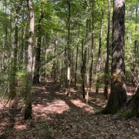 Bear Creek 20 Winn Parish 20 Acres - images 5