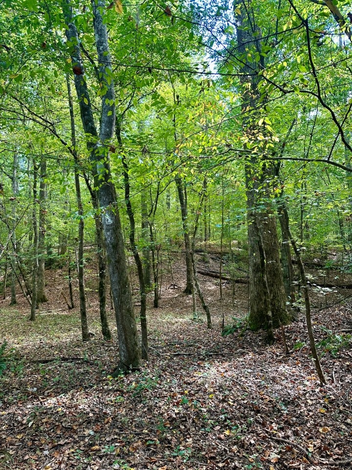 65.5 Acres in Kemper County MS featured image