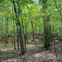 65.5 Acres in Kemper County MS images 1