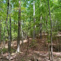 65.5 Acres in Kemper County MS images 3
