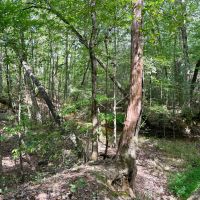 65.5 Acres in Kemper County MS images 4