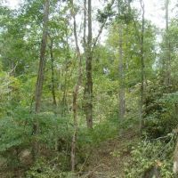 80 Acres Prime Hunting Small Cave Douglas County images 2