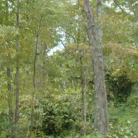80 Acres Prime Hunting Small Cave Douglas County images 3