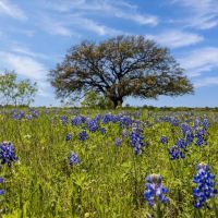 Dorman Estate 58.83 Acres images 4