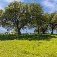 Dorman Estate 58.83 Acres images 5