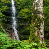 26,400 Acres Harmon Den WMA of Deer and Grouse Hunting Land in Haywood, NC