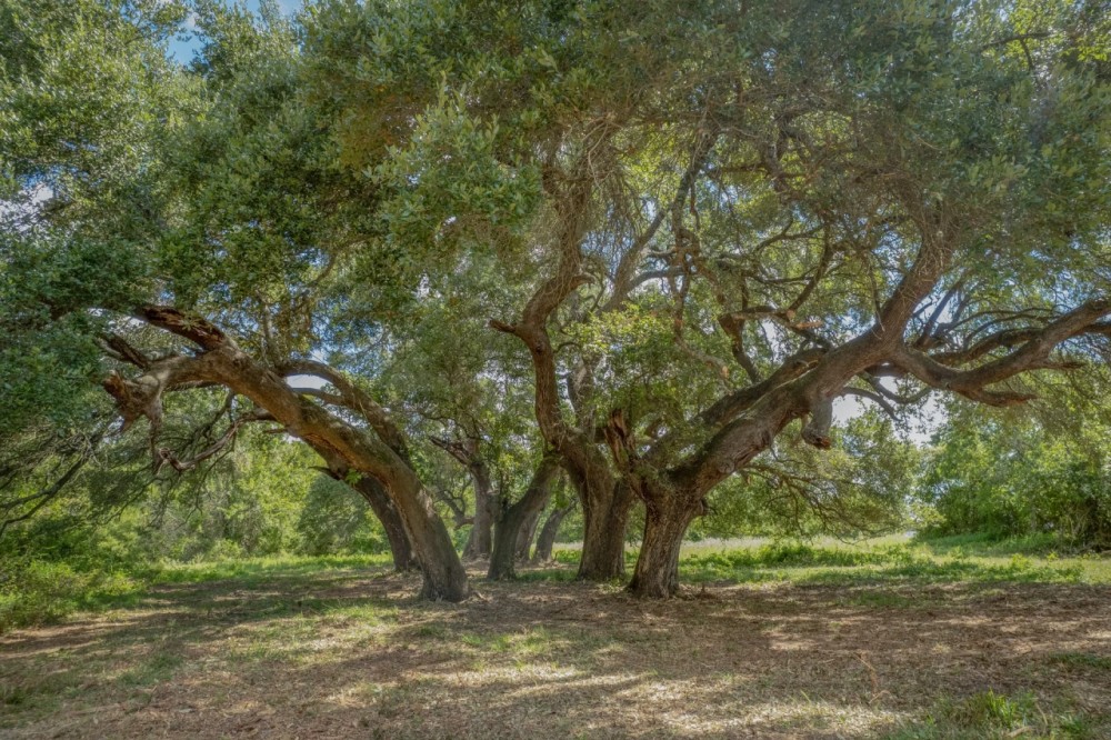 Cedar Hill Ranch Hunting Land for Sale