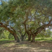 Cedar Hill Ranch images 1