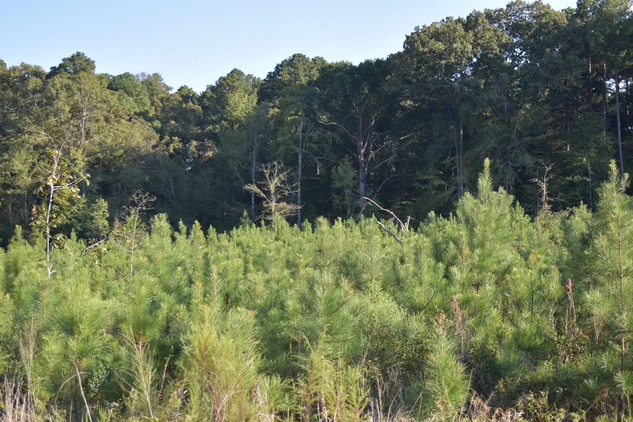 Strong S Hunting Land for Sale