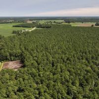 71.66 Acres of Multi-Use Timberland For Sale in Lenoir County NC images 2