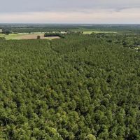 71.66 Acres of Multi-Use Timberland For Sale in Lenoir County NC images 3