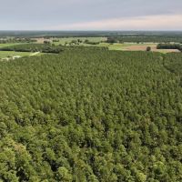 71.66 Acres of Multi-Use Timberland For Sale in Lenoir County NC images 4