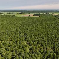 71.66 Acres of Multi-Use Timberland For Sale in Lenoir County NC images 5