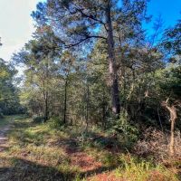 134 Acres FM 1375 images 5