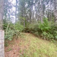 36 acres Airlne Hwy Walthall Co. images 3