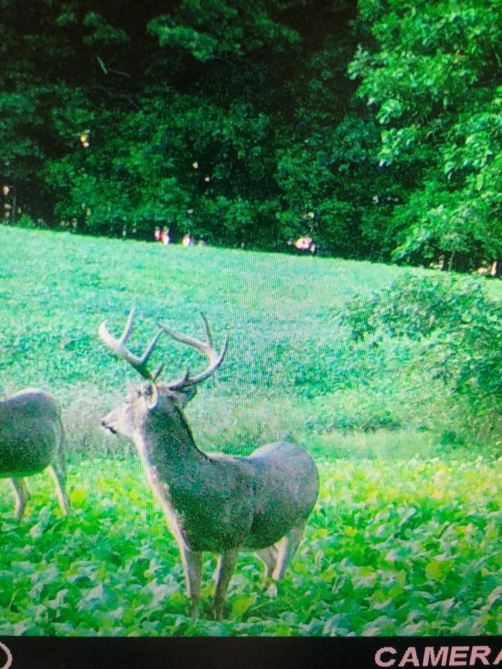 71 Acre Parcel with Tillable Portion Gratiot County MI Hunting Land