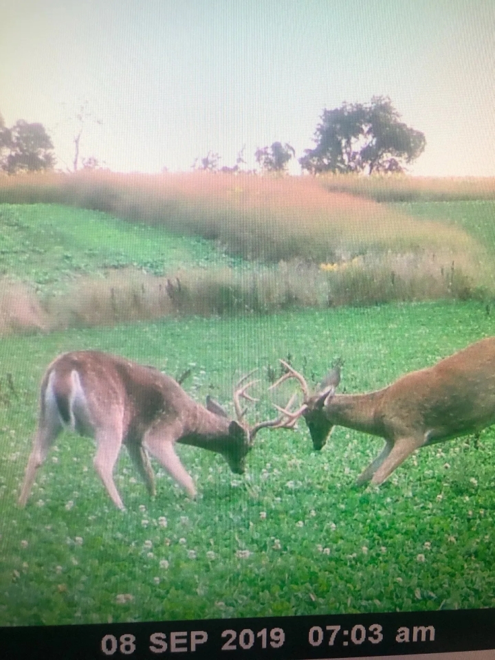 71 Acre Parcel with Tillable Portion Gratiot County MI Hunting Land