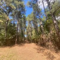 33 acres- Mature Timber- Salem School District images 2