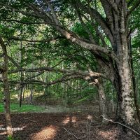 Rural Acreage and Homesite in Davie County NC images 4