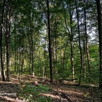 Rural Acreage and Homesite in Davie County NC images 5