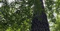 66 Acres in Panola County in Pope MS images 3
