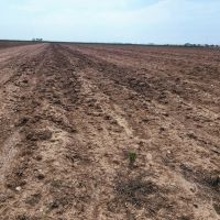 20 Acres of Farmland in Wall Texas images 3