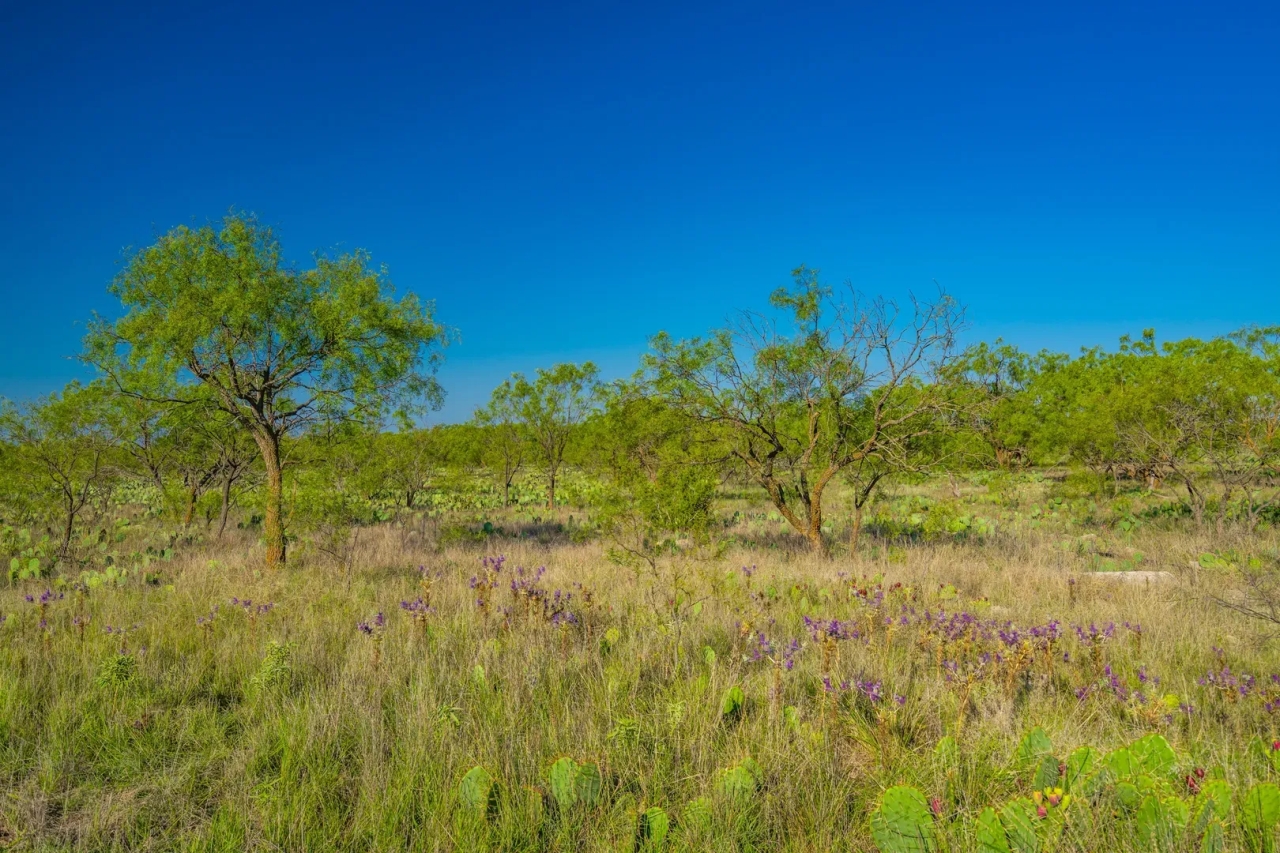 Lasater Ranch Hunting Land for Sale