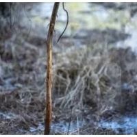 96.7 Acres in Tallahatchie County in Cascilla MS images 4