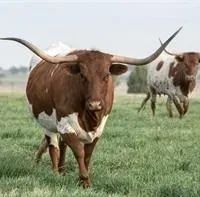 Flying C Ranch images 4