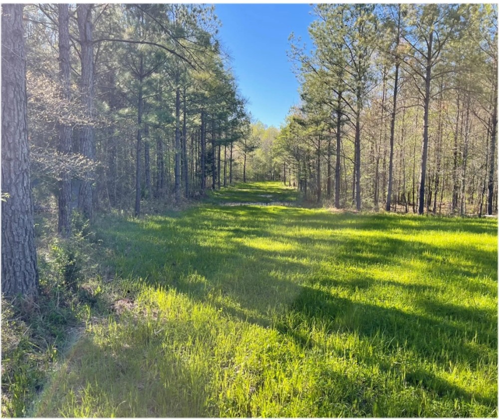 58 Acres in Choctaw County in Ackerman MS featured image