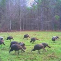 58 Acres in Choctaw County in Ackerman MS images 4