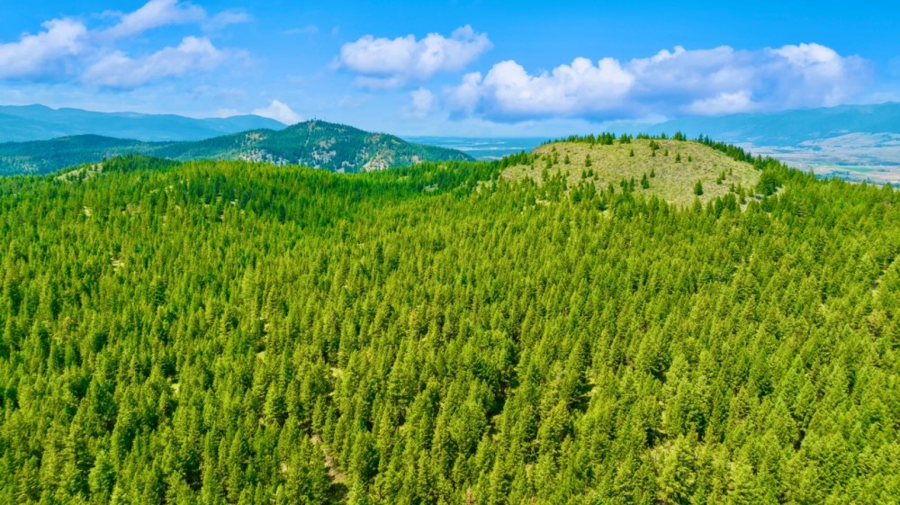 Paradise Hunting Acres featured image