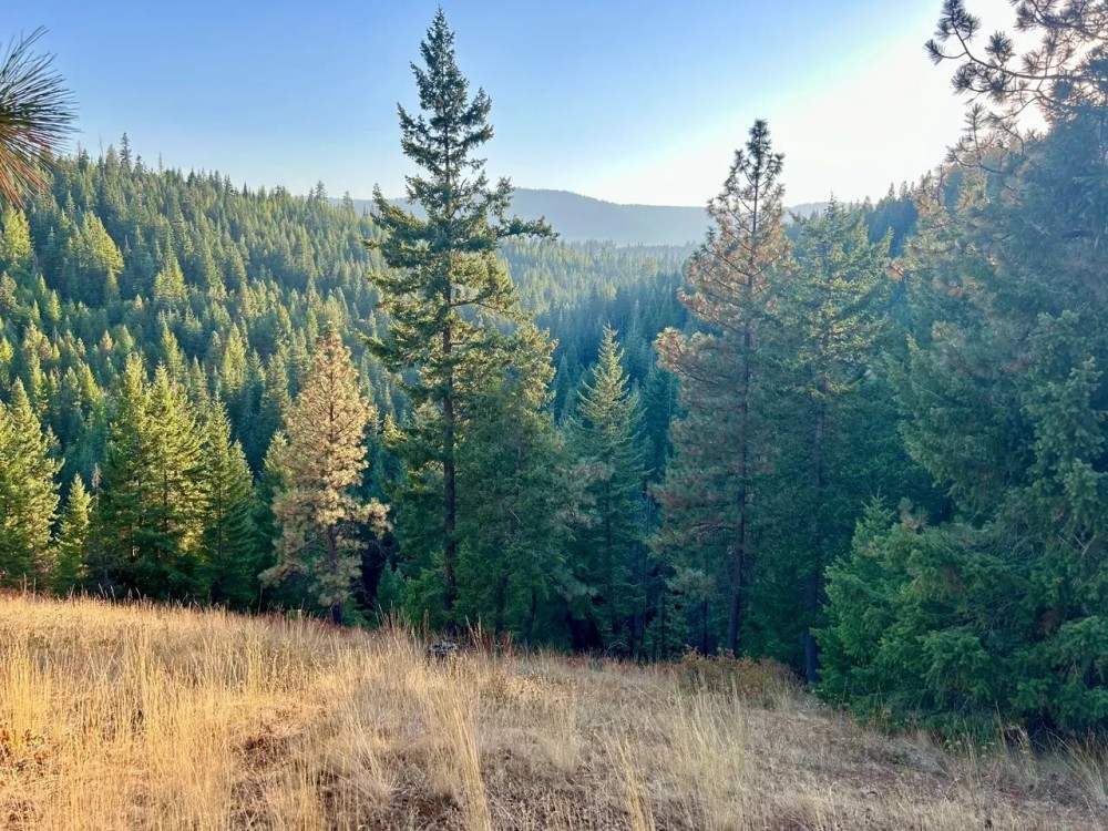 Bailey Creek Timber Tract featured image